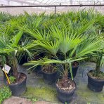 Palma konopná (Trachycarpus fortunei)  - výška kmeňa: 50-60 cm, celková výška: 120-150 cm (-17°C) 